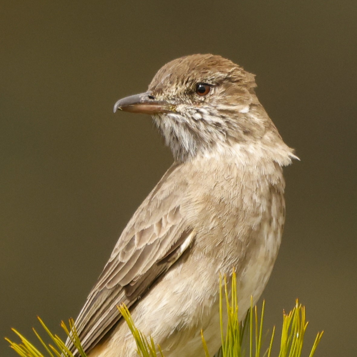 White-tailed Shrike-Tyrant - ML615062946