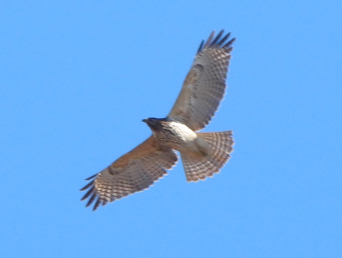 Red-shouldered Hawk - ML615062982