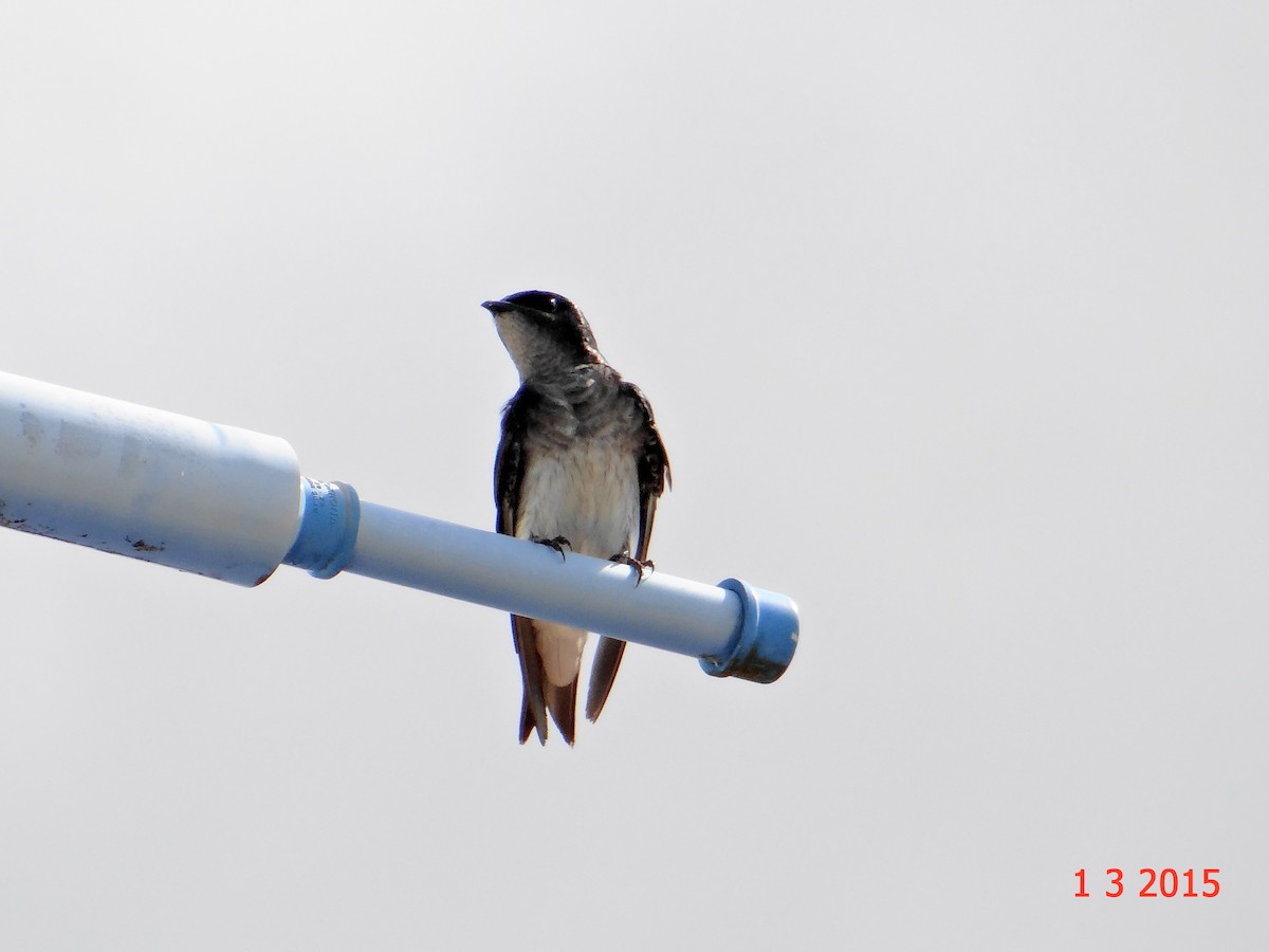 Gray-breasted Martin - ML615063025