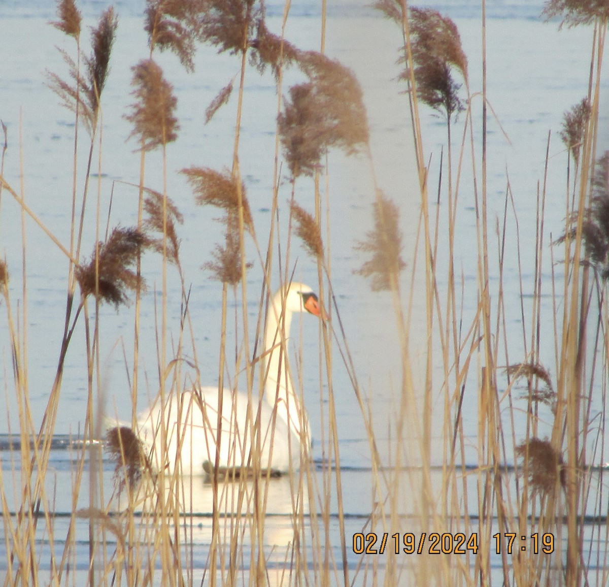 Mute Swan - ML615063051