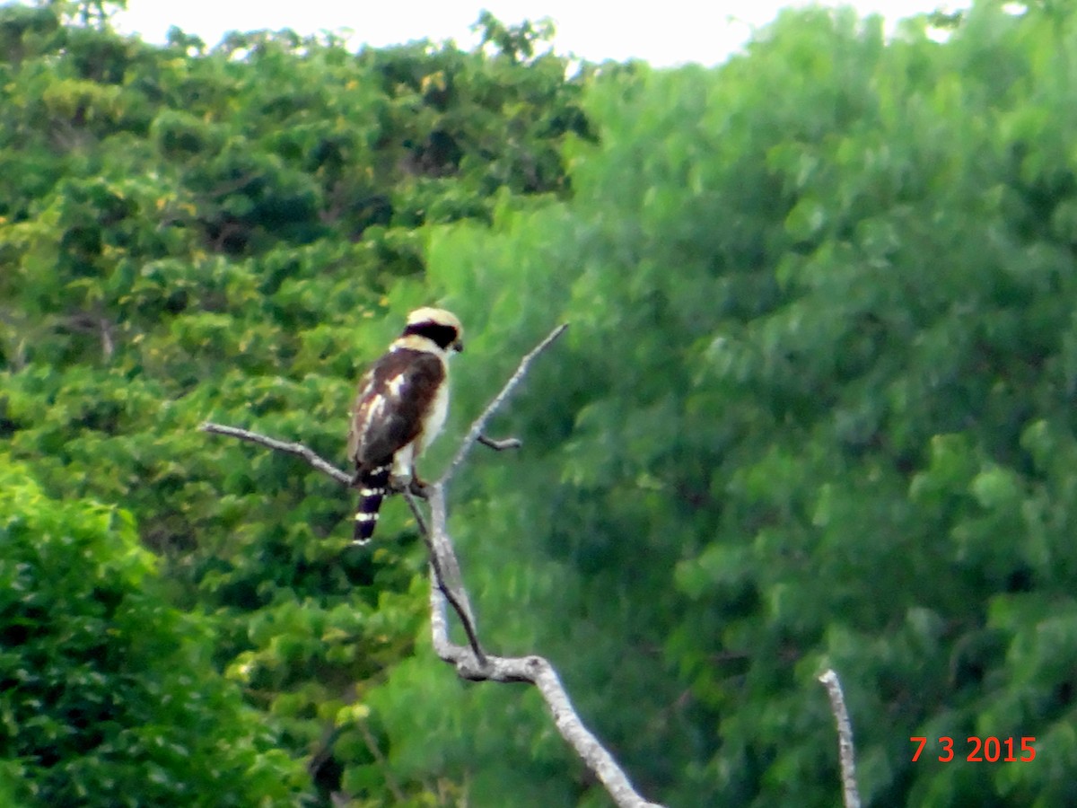 Laughing Falcon - ML615063069