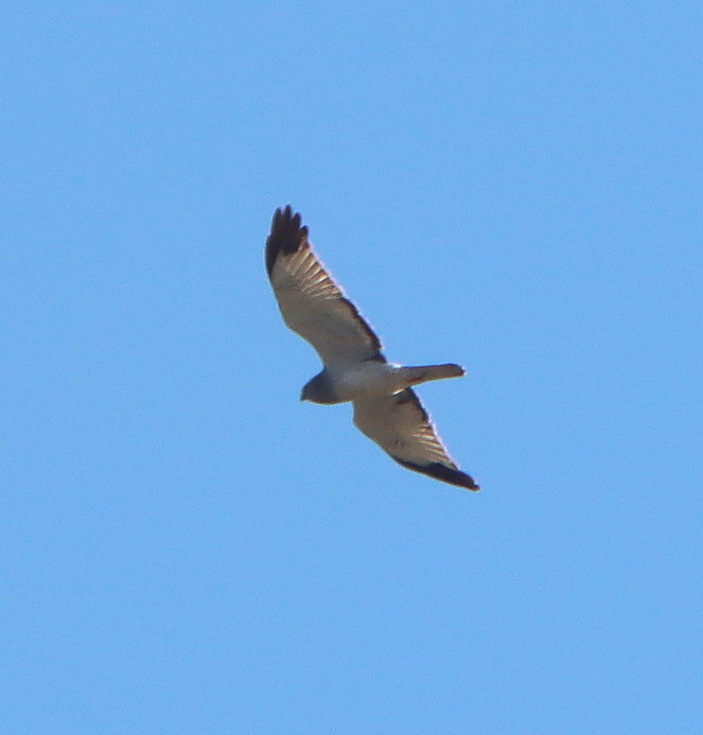 Northern Harrier - Greg Prelich