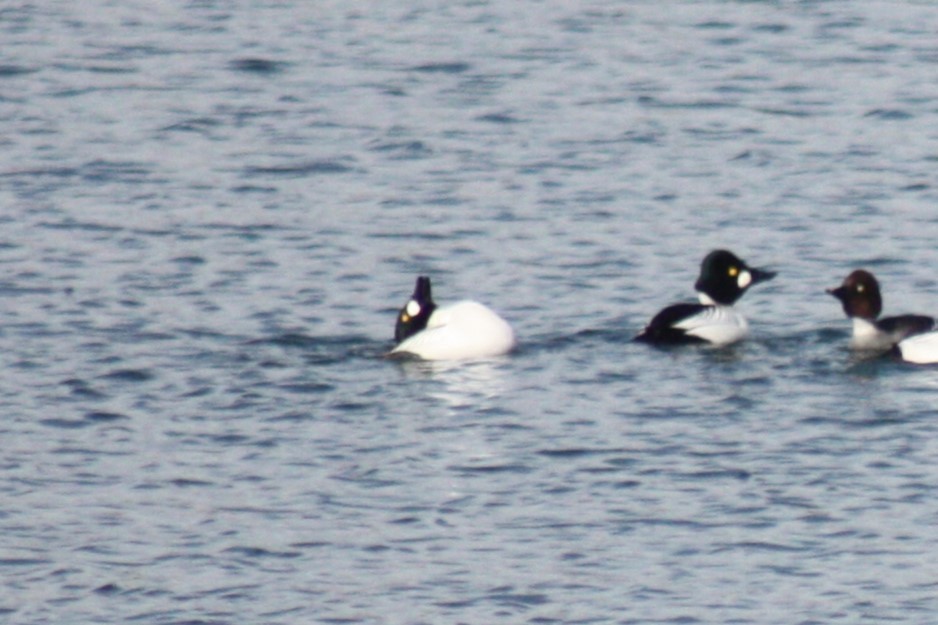 Common Goldeneye - ML615063114