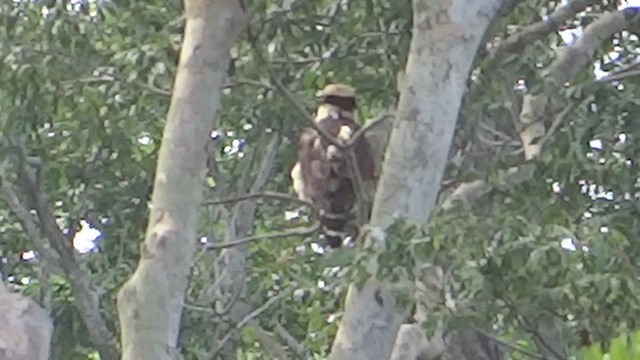 Laughing Falcon - ML615063136