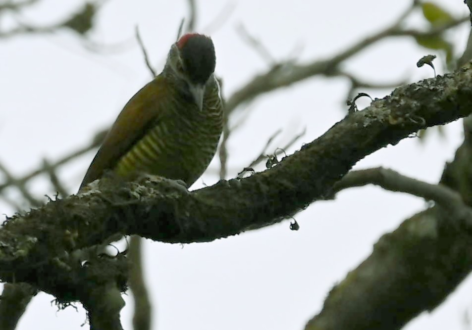 Golden-olive Woodpecker - Carlos Jenkins