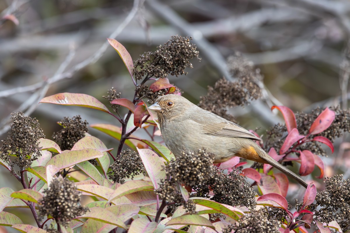 California Towhee - Russell Campbell
