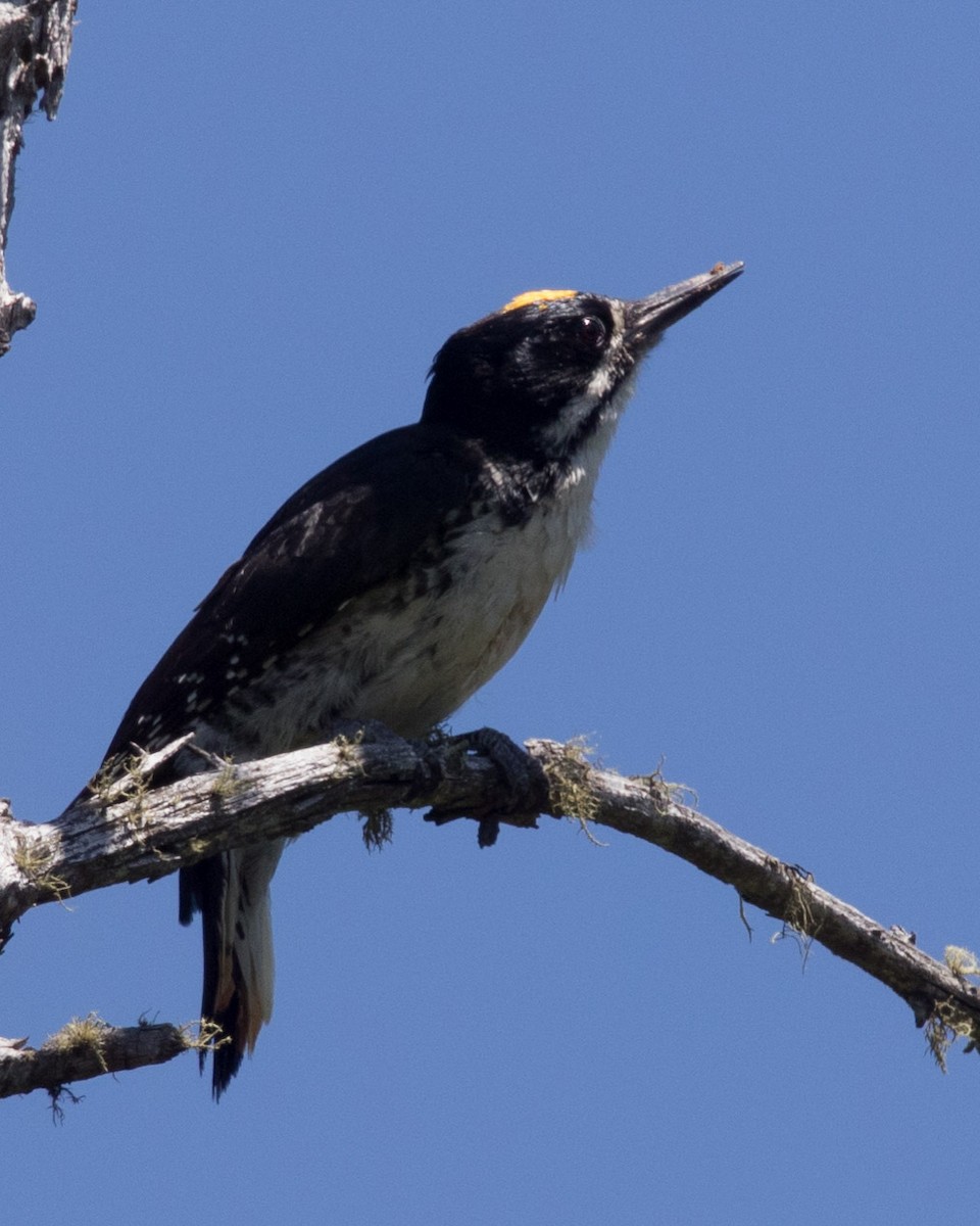 Black-backed Woodpecker - ML615063246