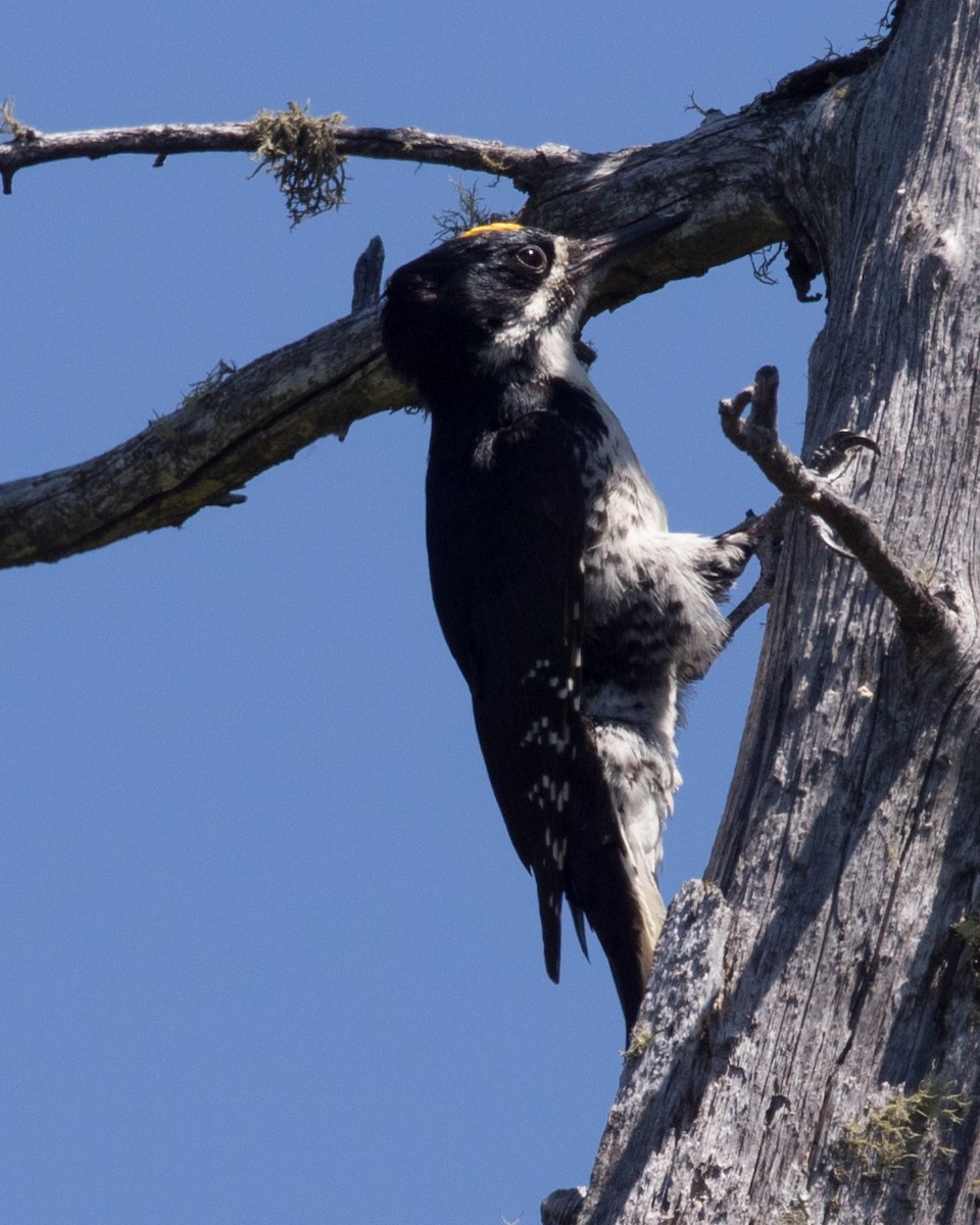 Black-backed Woodpecker - ML615063247