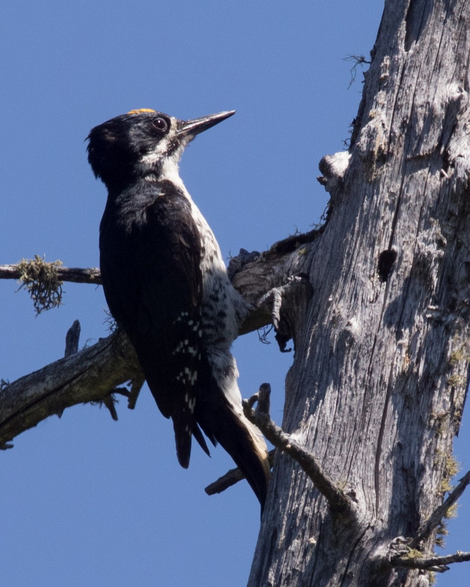 Black-backed Woodpecker - ML615063248