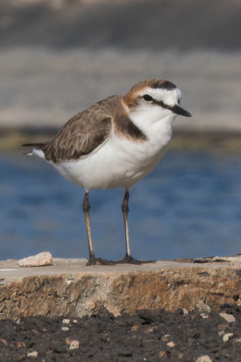 Kentish Plover - ML615063265