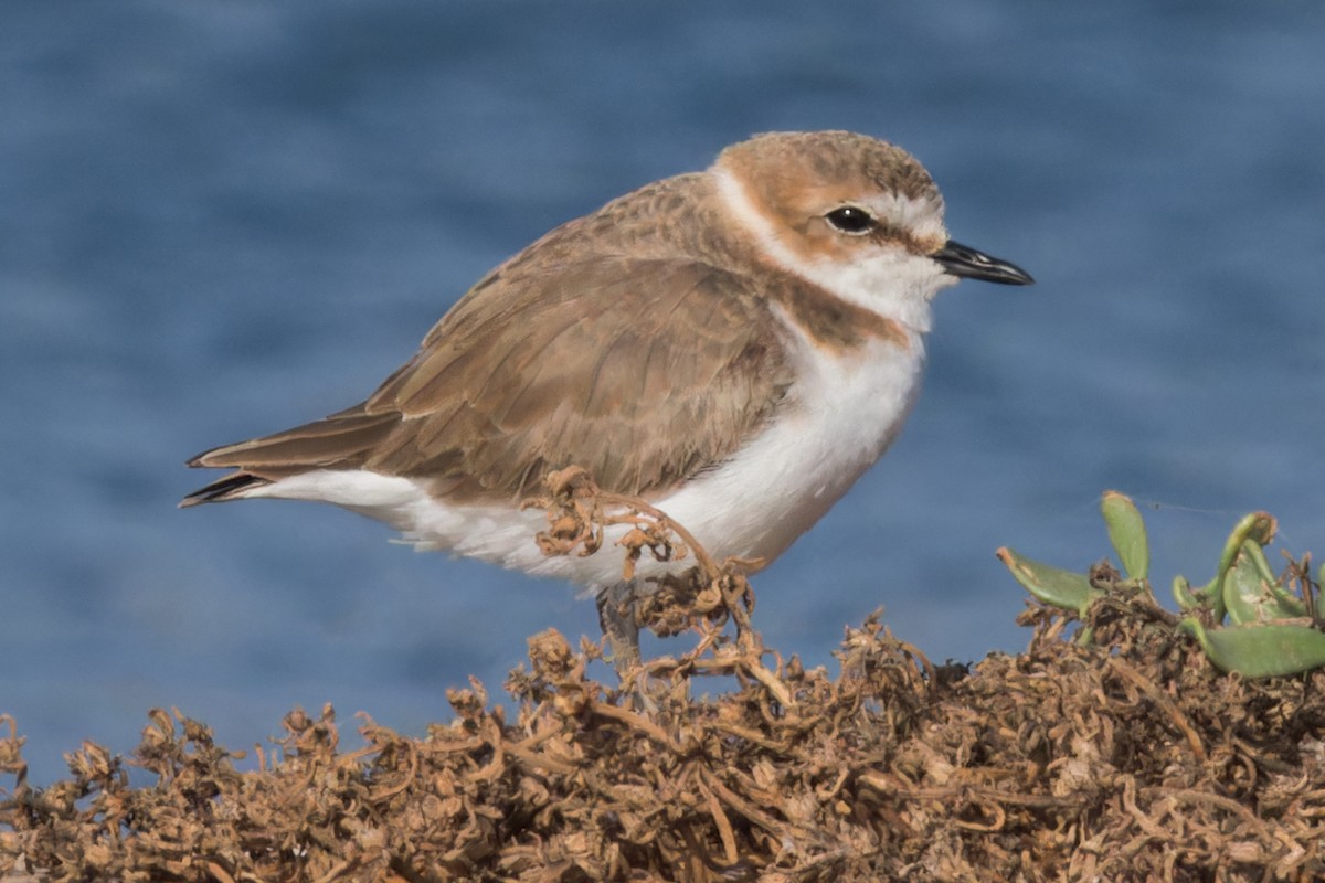 Kentish Plover - ML615063267