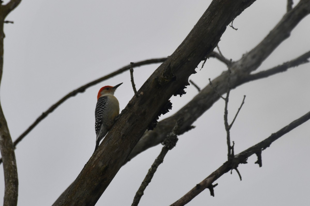 Red-bellied Woodpecker - ML615063348