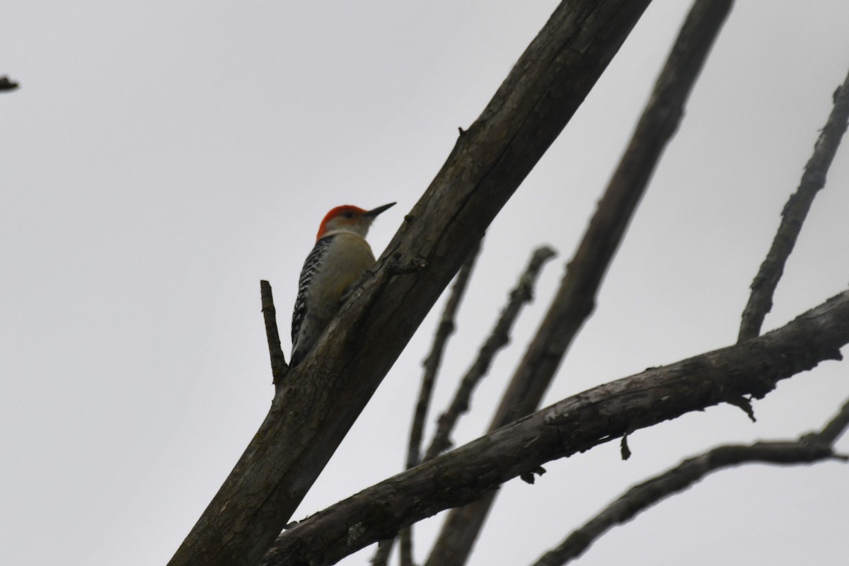 Red-bellied Woodpecker - ML615063351