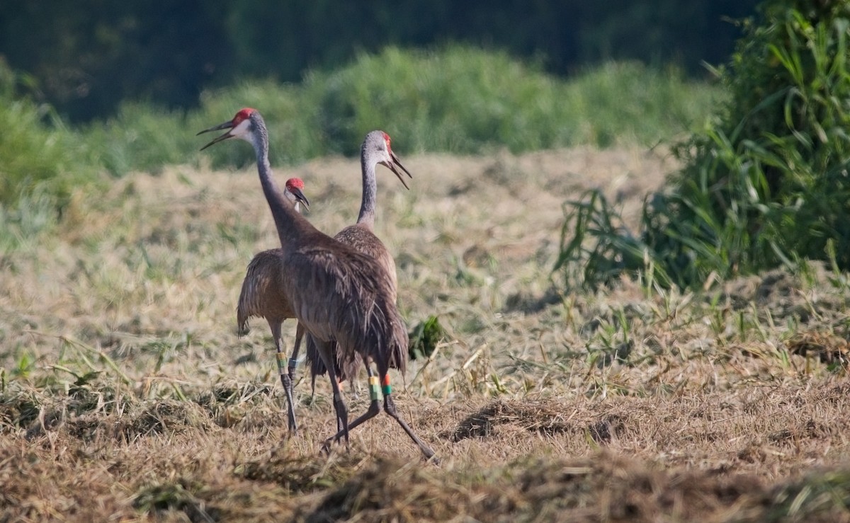 Sandhill Crane (pulla) - Sewage Team