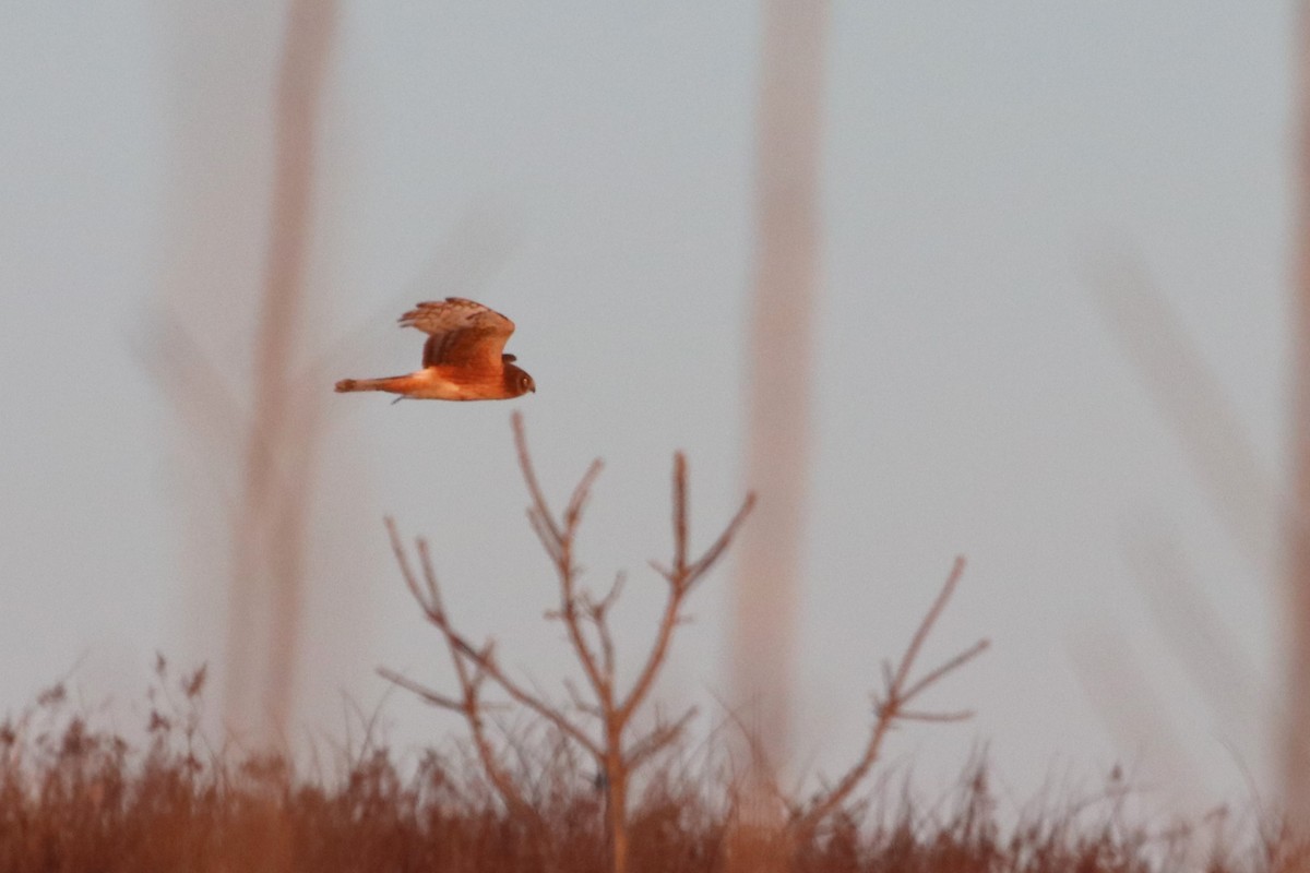 Northern Harrier - ML615063460