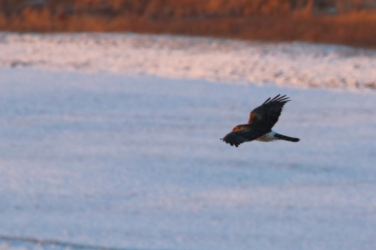 Northern Harrier - ML615063461