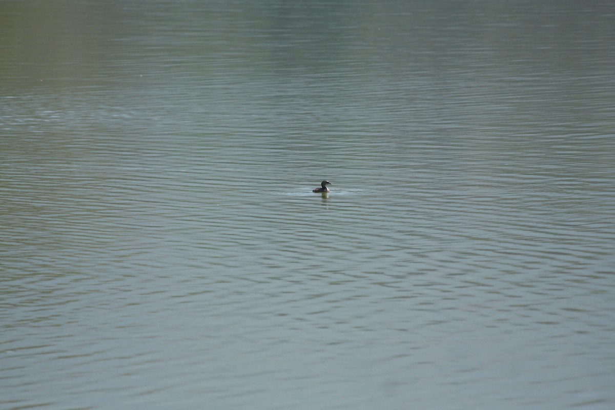 Pied-billed Grebe - ML615063487