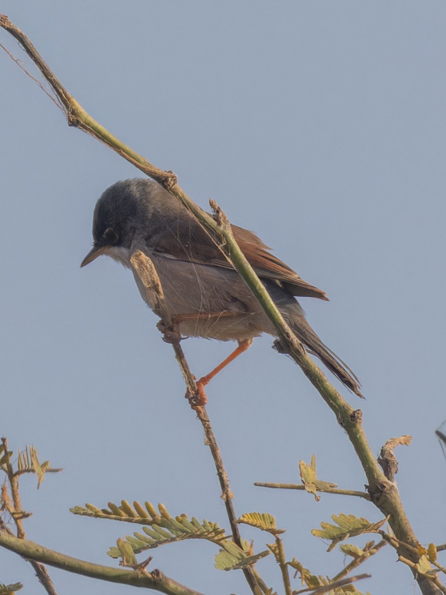 Spectacled Warbler - ML615063489
