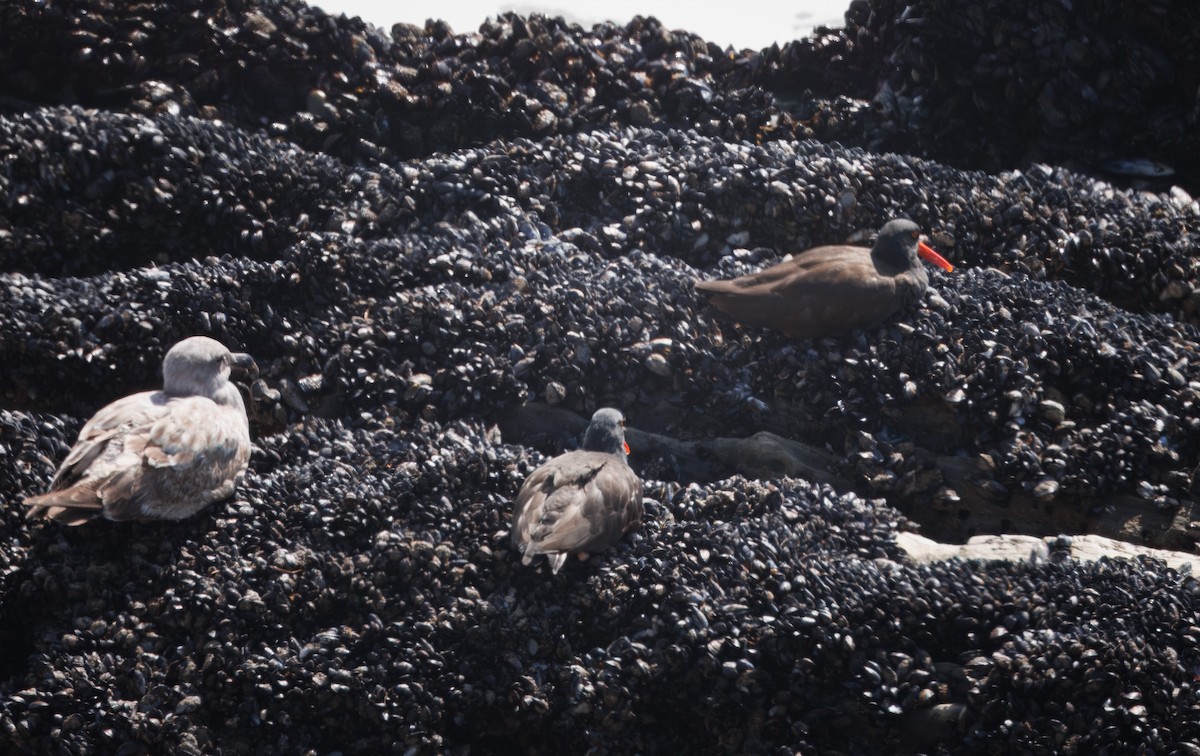 Black Oystercatcher - ML615063557