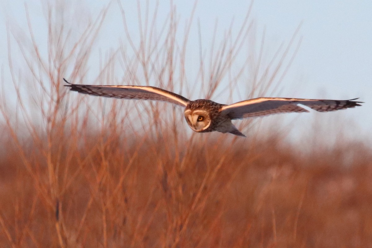 Short-eared Owl - Karen Bonsell