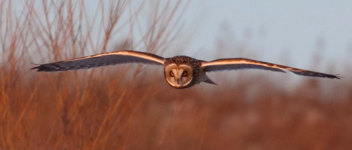 Short-eared Owl - Karen Bonsell