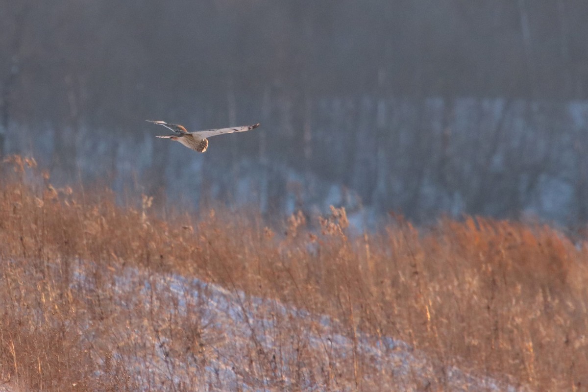 Short-eared Owl - ML615063589