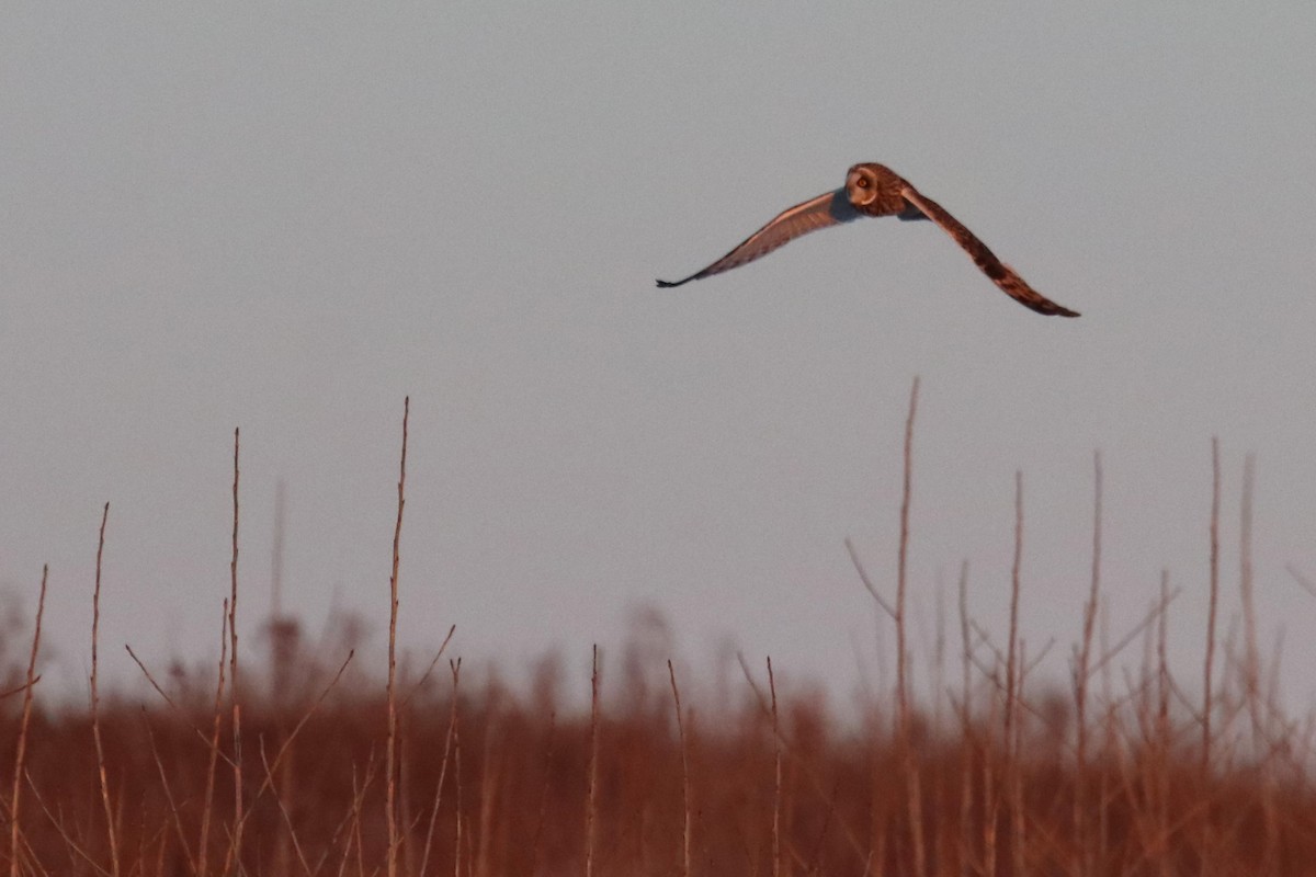 Short-eared Owl - ML615063590