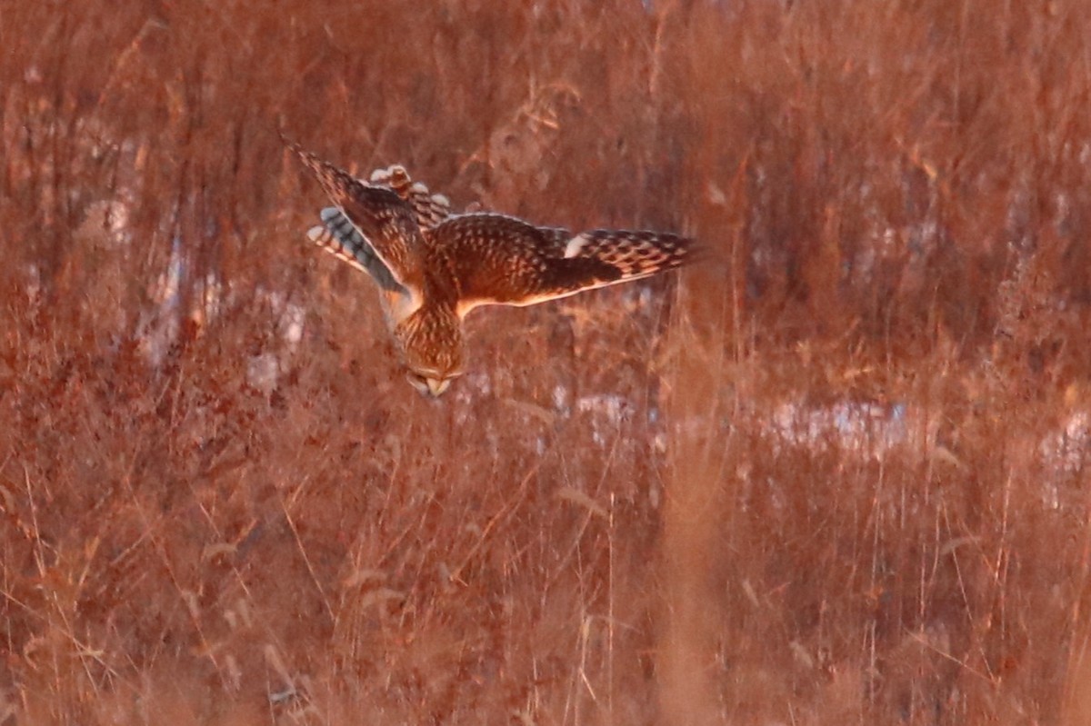 Short-eared Owl - ML615063592