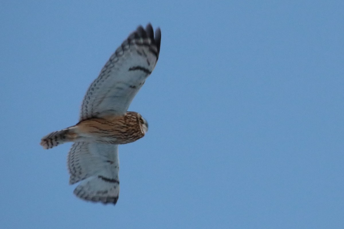 Short-eared Owl - Karen Bonsell