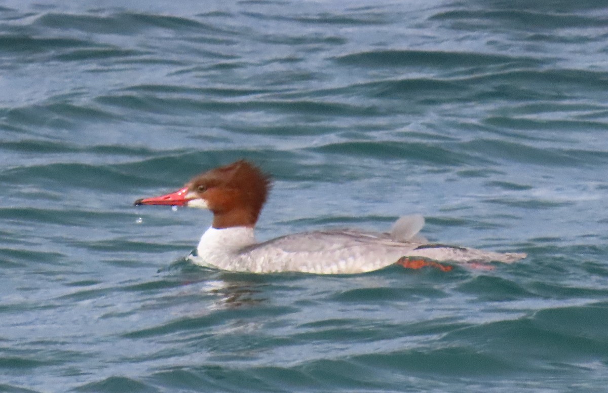 Common Merganser - ML615063599