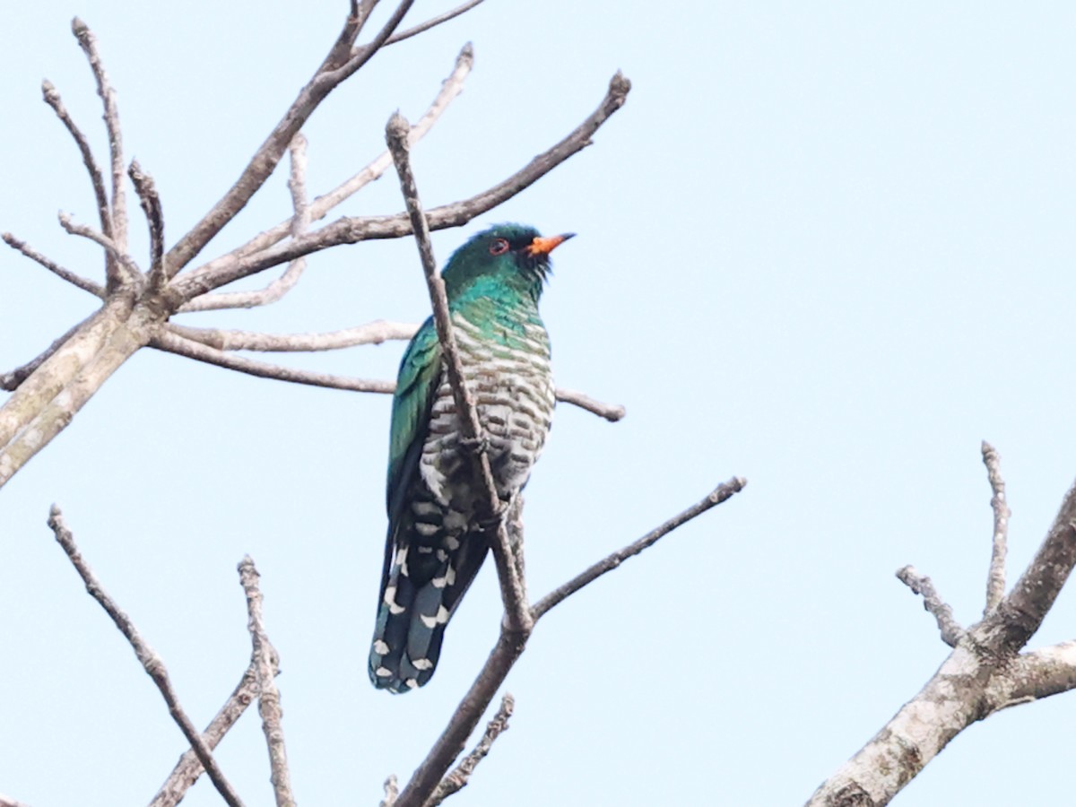 Asian Emerald Cuckoo - Myles McNally