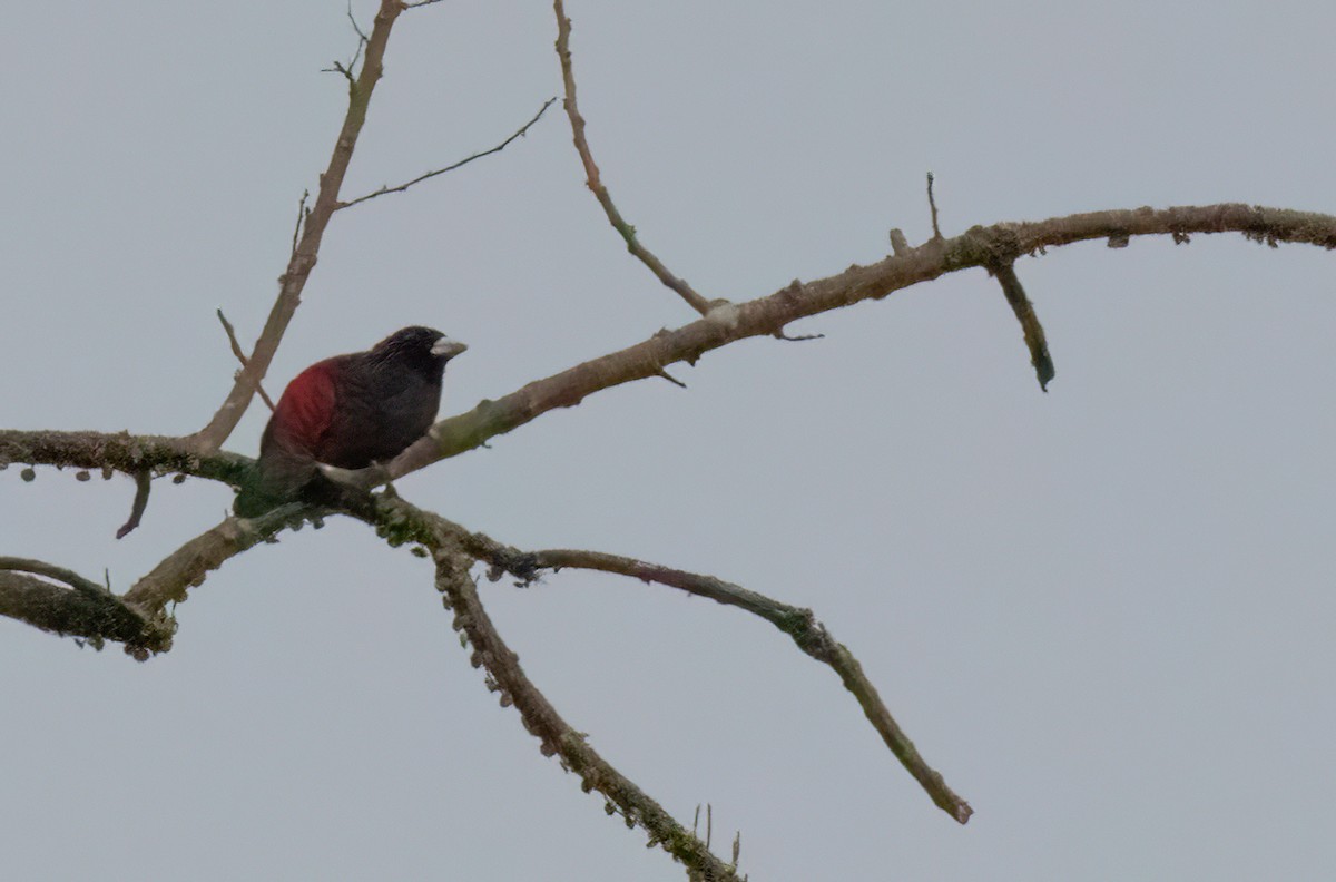 Crimson-collared Tanager - Anne Heyerly