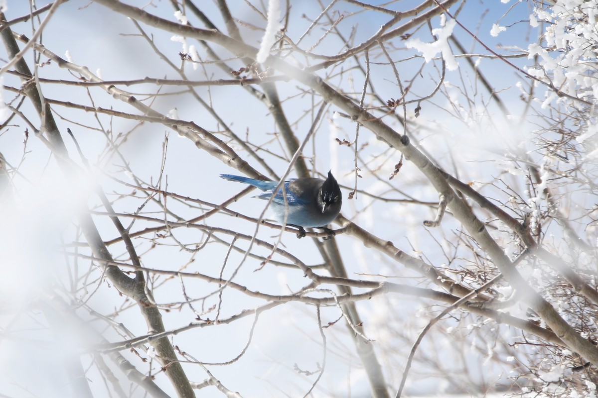 Steller's Jay - ML615063679