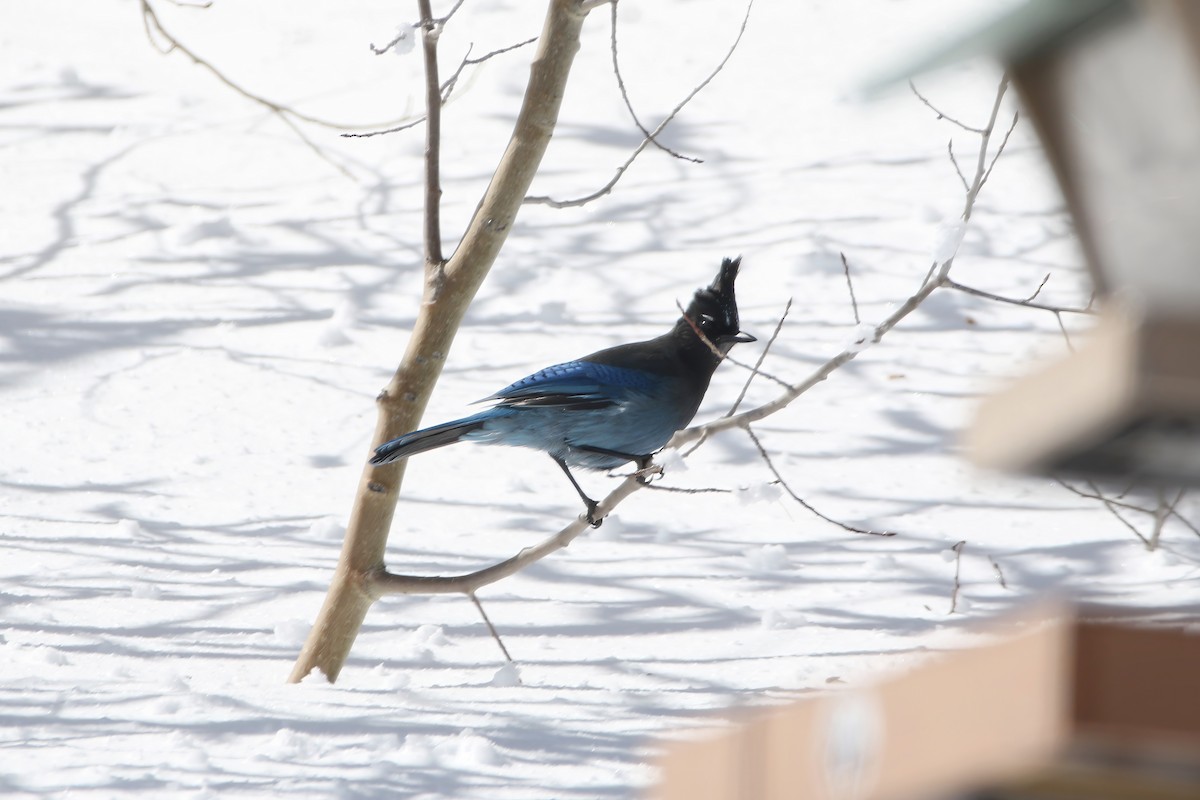 Steller's Jay - ML615063684