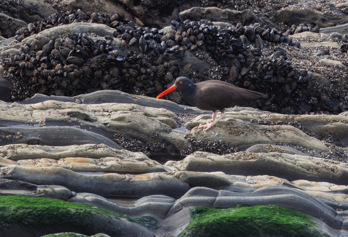 Black Oystercatcher - ML615063729