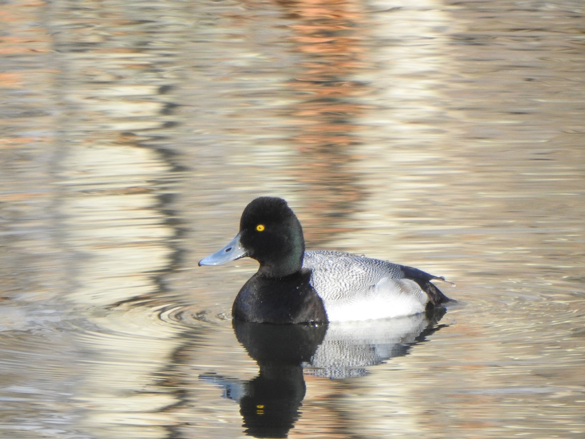 Lesser Scaup - ML615063733