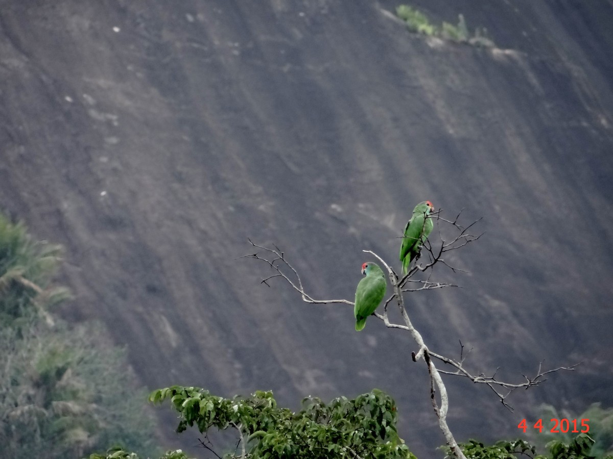 Red-browed Parrot - ML615063788