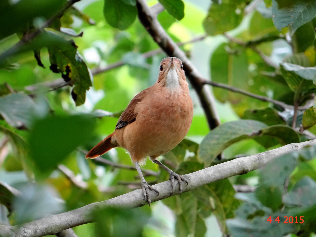 Rufous Hornero - ML615063795