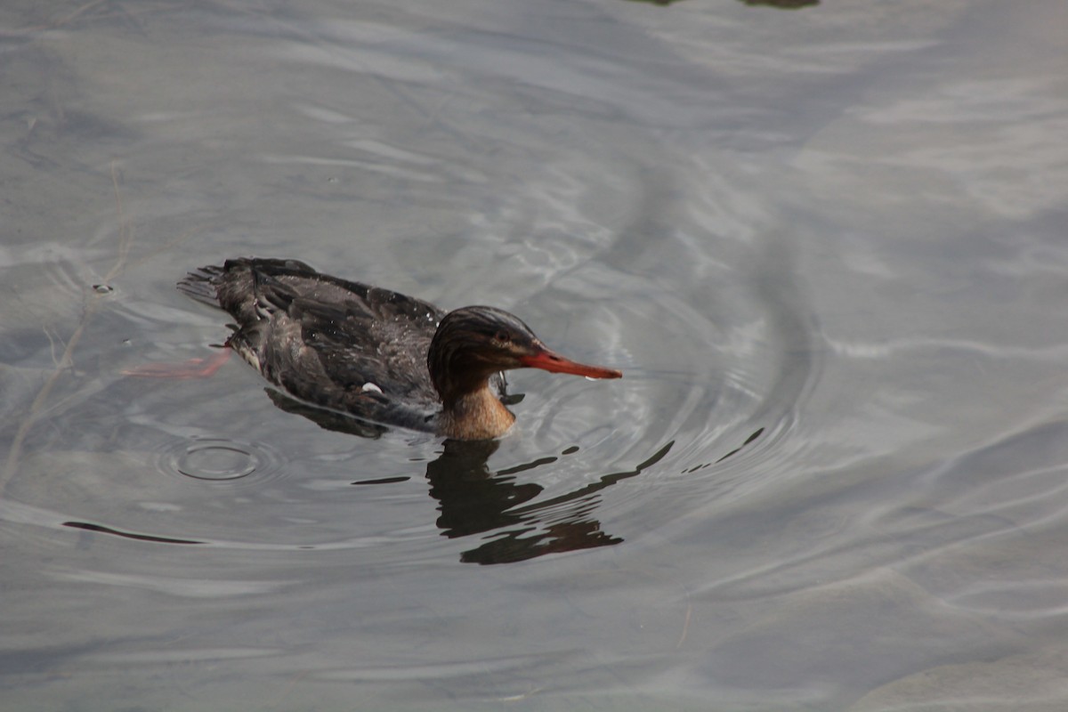 Red-breasted Merganser - ML615063810