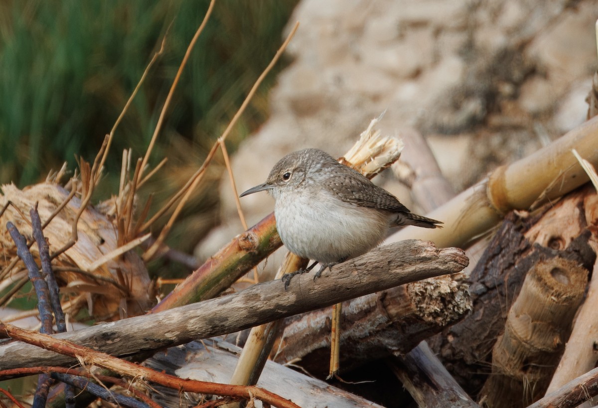 Rock Wren - ML615063834