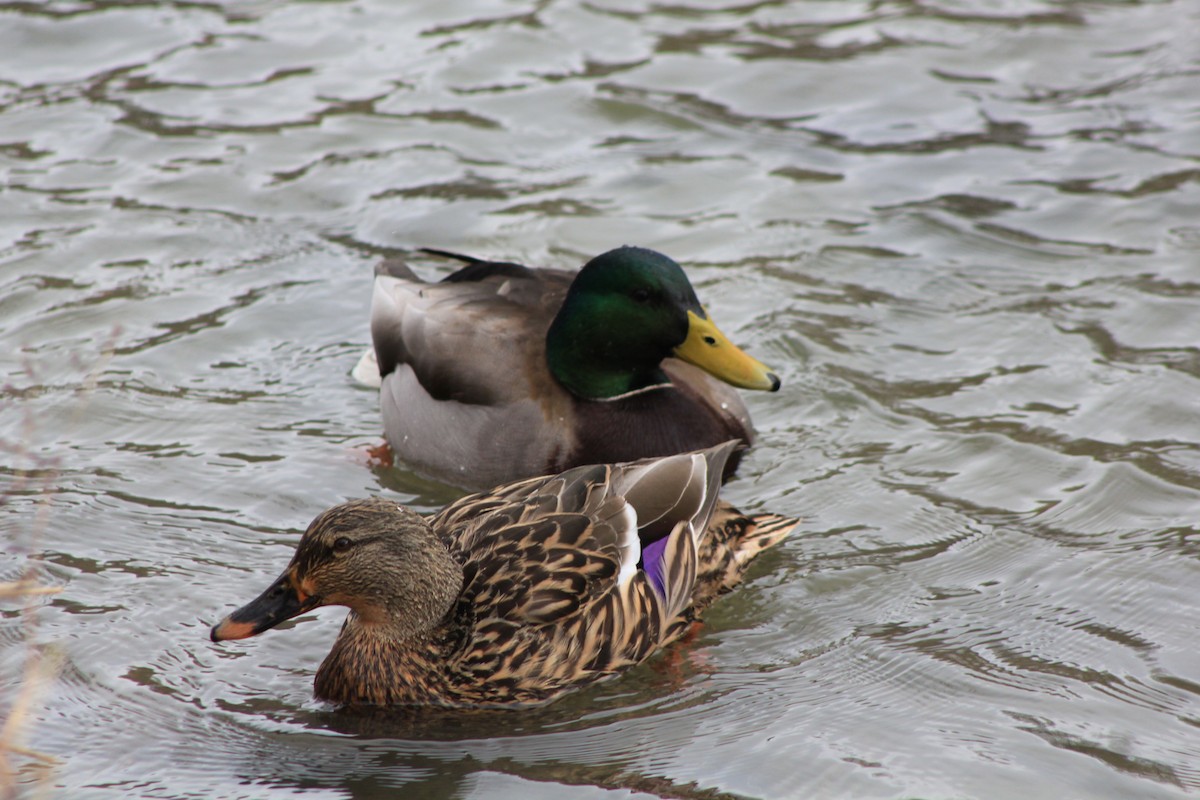 Mallard - BJ Kerr