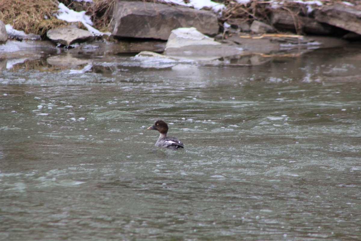 Common Goldeneye - BJ Kerr