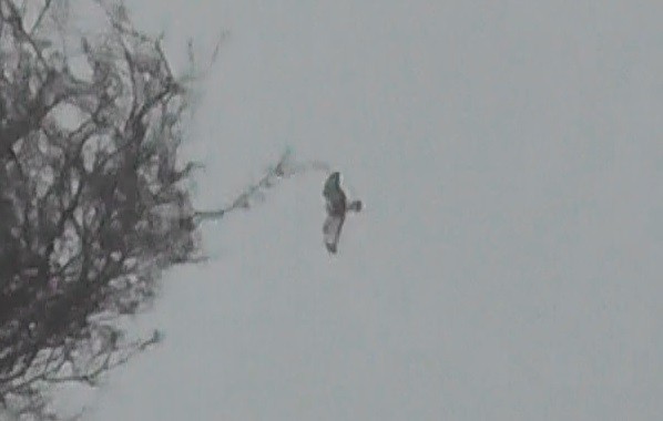 Rough-legged Hawk - ML615063942