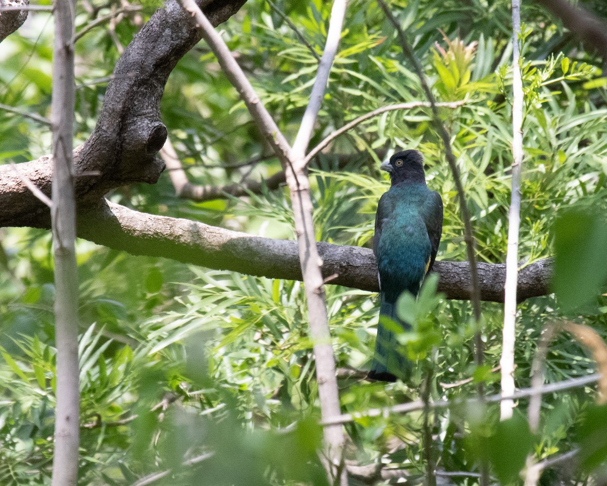 trogon žlutobřichý - ML615063949