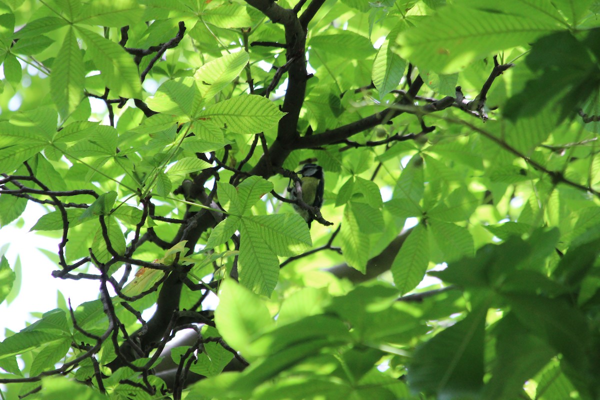 Eurasian Blue Tit - ML615063953