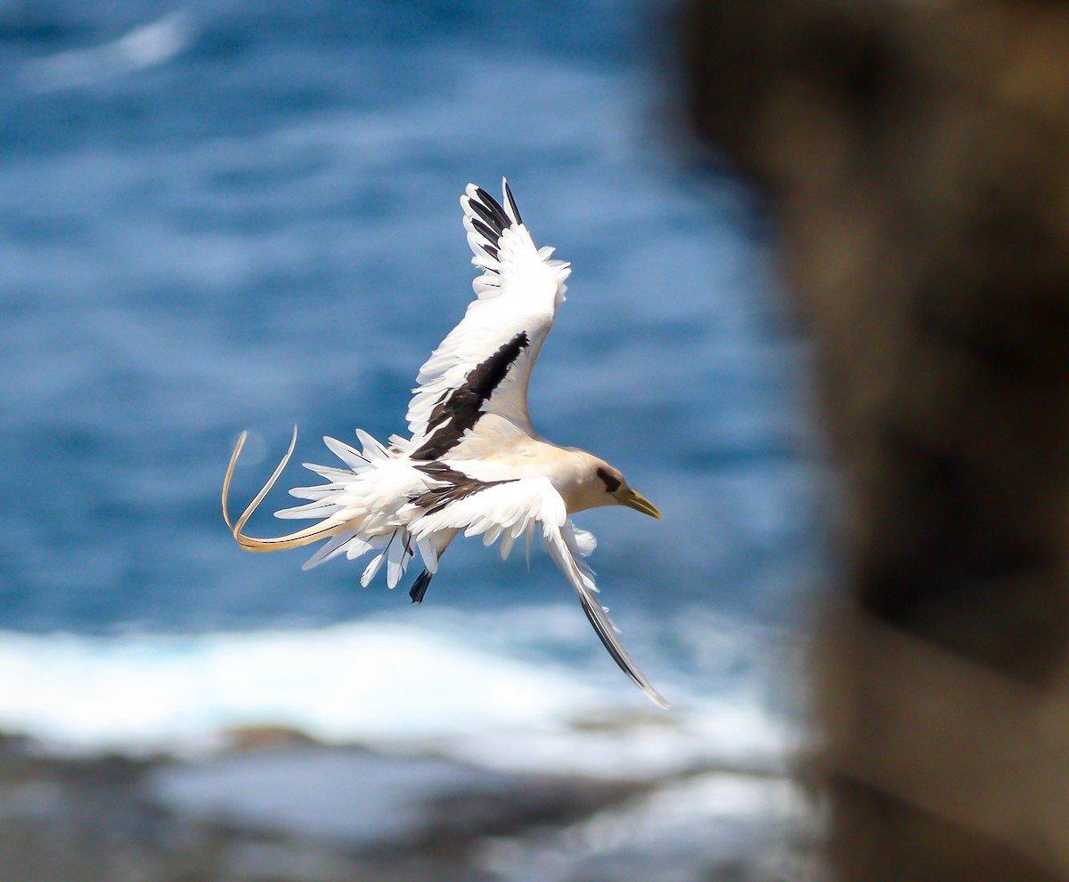 White-tailed Tropicbird - ML615063977