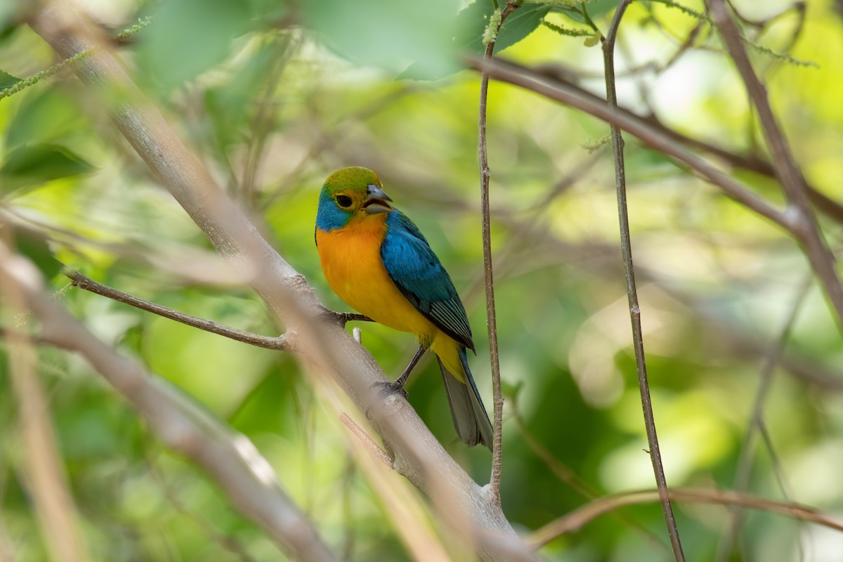 Orange-breasted Bunting - ML615064021