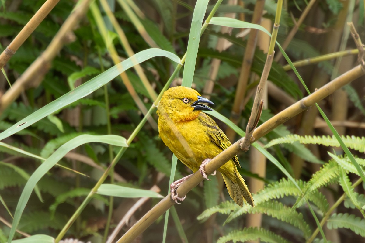 Holub's Golden-Weaver - Michael Henry