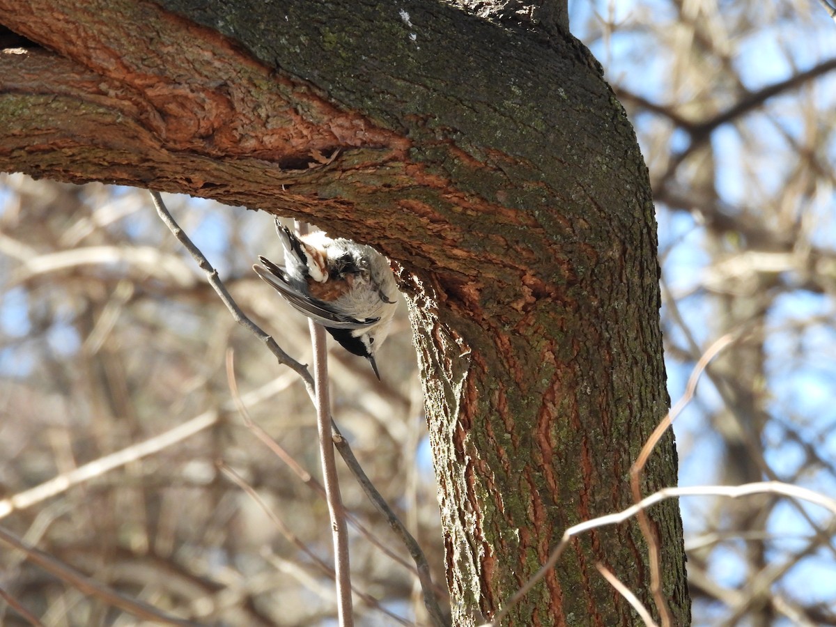 White-breasted Nuthatch - ML615064029