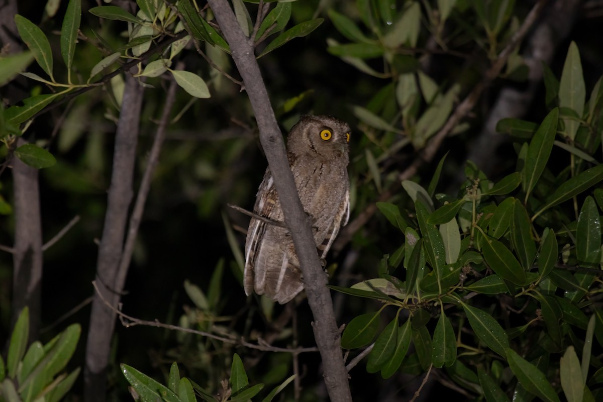 Pacific Screech-Owl (cooperi) - Anne Heyerly